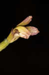 Adam and Eve orchid <BR>Puttyroot